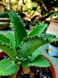 Image result for Bryophyllum