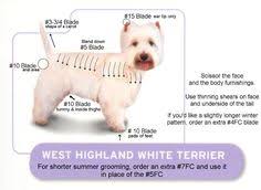 12 Best West Highland White Terrier Images In 2019 Doggies