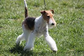 Check spelling or type a new query. Wire Fox Terrier Breed Information Wire Fox Terrier Images Wire Fox Terrier Dog Breed Info