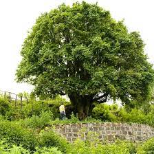 The Oldest Tea Tree In The World Is This One In Yunnan Province In China The Chinese Believe It Is About 3 000 Years Old Regardless O Tree Tea Tree Old Trees