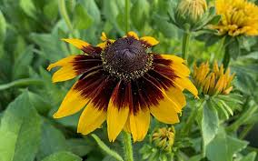 Image result for Rudbeckia hirta