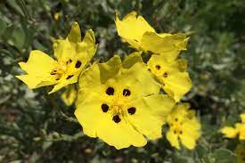Colora le coste mediterranee di fiori giallo/verdi unici in natura, d'estate si trasforma in un intreccio di rami spogli, rosso brunastri. Il Cisto Giallo La Mia Ostia