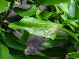 The distributions of five armoured scale insect species attacking different species and varieties of citrus trees were studied in nine provinces in egypt viz in a few numbers in alexandria. Citrus Pests Agriculture And Food