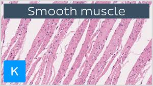 Smooth muscle, muscle that shows no cross stripes under microscopic magnification. Smooth Muscle Structure Function Location Kenhub