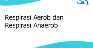 Respirasi intramolekul pada tumbuhan adalah. Respirasi Aerob Dan Respirasi Anaerob
