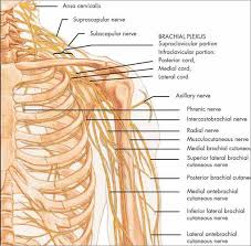Spinal Nerves Chart Vr1621