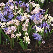 Pin On Alpine Gardens And Plants Of The World