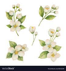 Watercolor Set Of Flowers And Branches Jasmine Isolated On A White Background Floral Illustrati Flower Illustration Watercolor Flowers Tutorial Flower Drawing