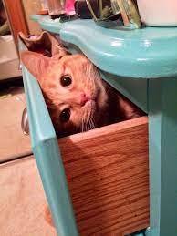 She Got Stuck And Started Whining Post Silly Cats Cat Furry Funny Cats And Dogs