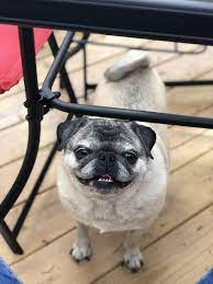 Hello Http Facebook Com Pugsage Pug Puglife Pugsofinstagram Pugs Pug Pugsofinsta Pugstagram Pugbasement Pugl Pugs Funny Cute Dogs Images Pug Dog