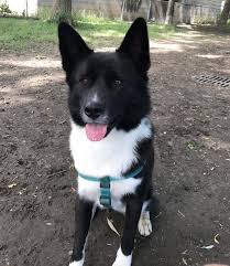The breeding of two akita shepherds also produces a 50:50 cross, but the animal is an f2 akita shepherd or second filial generation of akita shepherd. 11 Akita Mixes Akita Mixed Breeds Protectors Of Japan