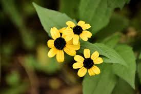 Image result for Renealmia susanneae-katziae