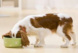 Diets For Cavalier King Charles Spaniels