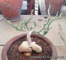 Image result for Monadenium crenatum