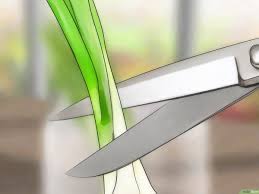 Selama periode yang sangat panas, anda mungkin harus menyirami herbal sekali atau dua kali sehari. 3 Cara Untuk Menanam Daun Bawang Wikihow