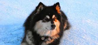 The Finnish Lapphund Is A Spitz Type Herding Dog From Finland This Is A Lovely Dog Of Many Qualities Who Is A Wo In 2020 Herding Dogs Dog Breed Info Finnish Lapphund
