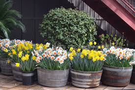 Even when you are growing them in a container, you must get them in potting soil soon so they have enough time to chill before the spring. Plant Bulbs In Pots Flower Patch Farmhouse