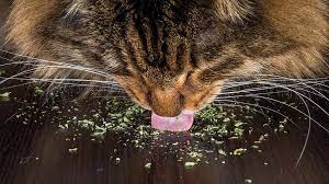 Check spelling or type a new query. What Is Catnip New Scientist