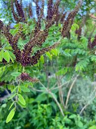 Image result for Indigofera comosa