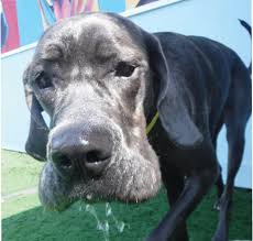 For your dog, find everything from dog tags and collars. Pet Lodge Pet Resort Pet Boarding And Daycare Magazine