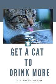 How To Get My Cat To Drink More Water The Pet Supply Guy Cat Care Cat Care Tips Cats