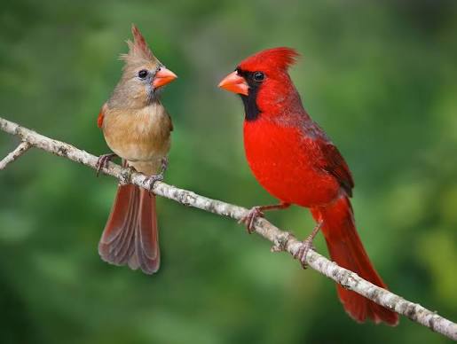 Northern Cardinal