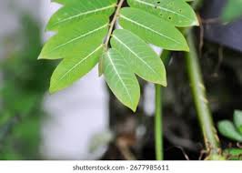Image result for Phyllanthus mendesii