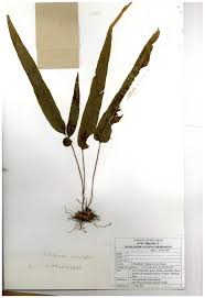 Image result for Lindsaea ensifolia