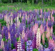 The definition of lupine is: Pin By Ken Disterhaft On Flowers Herbs And Gardens Lupine Flowers Lupines Maine Lupines