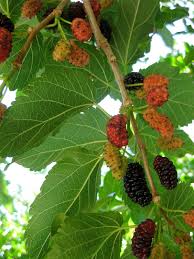 Because the mulberry fruits are soft and easily damaged, harvest the berries with once ripe, mulberries easily fall from the tree and before you know it, you'll have the ripe berries. Mulberry Picking Mom Endeavors Fruit And Vegetable Garden Beautiful Fruits Fresh Fruits And Vegetables