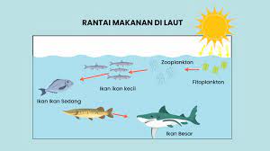 Rantai makanan merupakan serangkaian proses makan dan dimakan yang dilakukan oleh makhluk hidup berdasarkan urutan urutan tertentu. Sebutkan Urutan Rantai Makanan Di Ekosistem Laut