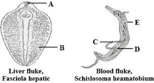 Fasciolidae includes fasciola and opisthorchiidae includes opisthorchis and clonorchis. Identify And Label Structures A To E From The Following