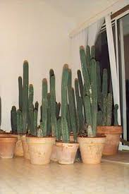 You will quickly build up a tolerance which needs a few days to recover from. 54 Psychoactive Cactus Ideas Cactus San Pedro Cacti Cacti And Succulents