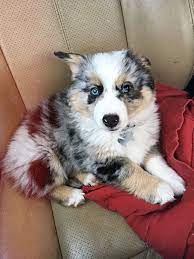 Besides, it is also good with other dogs, and its innate. Sully The Blue Merle Auggie Puppy Auggie Puppy Corgi Mix Breeds Puppies