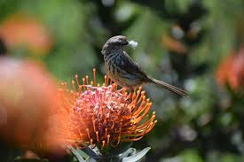 Image result for Helinus spartioides