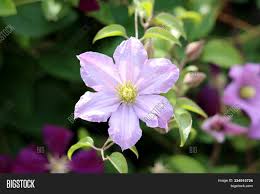Check spelling or type a new query. Clematis Leather Image Photo Free Trial Bigstock