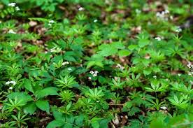 Waldmeister Rezepte Tipps Waldmeister Pflanzen Waldmeister Getrank