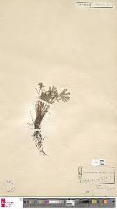 Image result for Actiniopteris pauciloba