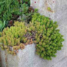 Sempervivum, hardy sedum and hardy opuntia are three of the most cold hardy genus Hanging Trailing Succulents Mountain Crest Gardens