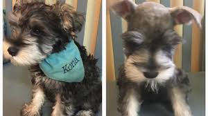 Cutest Miniature Schnauzer Has His 1st Haircut