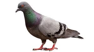 Pest control for apartment buildings. Commercial Bird Control Ecolab