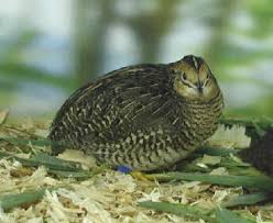 button quail color id