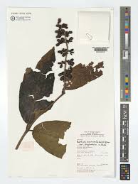 Image result for Bertiera