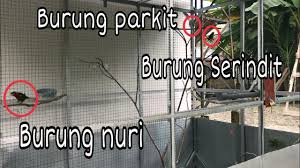 Bagaimana cara menentukan luas kandang ayam kampung super? Membuat Kandang Burung Besar Dengan Besi Hollow Part I Youtube
