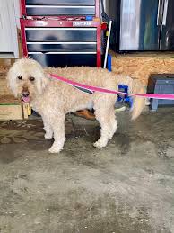 Friends of The Humane Society for Boone County