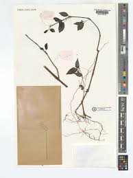 Image result for Dicliptera laxata