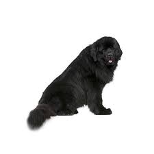 Born june 12, ready mid august. Newfoundland Puppies The Barking Boutique