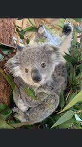 Pin By Bern Ack On Koala In 2020 Cute Baby Animals Cute Animal Pictures Cute Animals