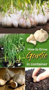 Growing Garlic Plant How To Grow Garlic In A Pot Garlic Care Naturebring In 2020 Grow Garlic Indoors Container Gardening Vegetables Planting Garlic
