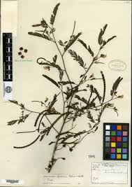 Image result for Aeschynomene glauca